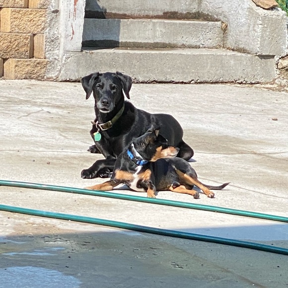 Pet Friendly Home πΆπ± - Picture 10 of 16